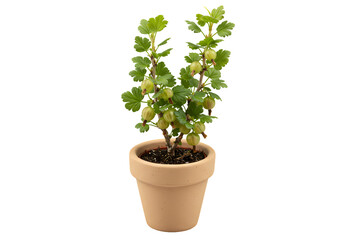 Gooseberry Plant in Pot: Stock Photo