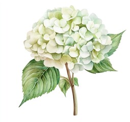 Delicate, light green and white hydrangea with detailed leaves.  Soft watercolor style flower