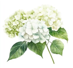 Delicate bouquet of pale white and green hydrangeas.  Soft watercolor style depicts clusters of blossoms with lush foliage