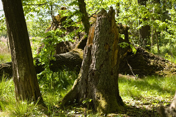 Forest landscape. Stump on a pine trunk. Deep forest at spring, soft light. Shadow reflection on the tree trunk. Forest in the Kozłowieckie, Kozłowiecki Poland.