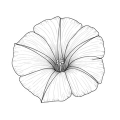 Botanical Illustration Detailed flower with lines and prominent stamen on white