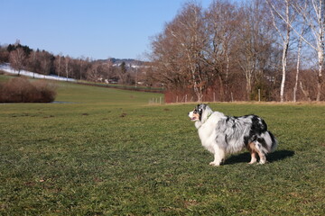 Obraz premium A dog is standing in a grassy field