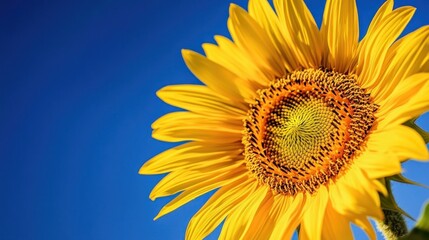 Naklejka premium Radiant sunflower blooms against a vibrant, clear cerulean sky backdrop