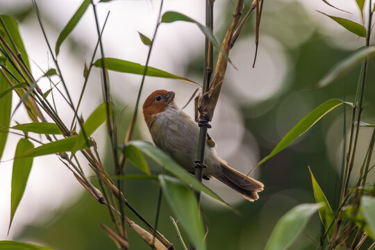 White-breasted parrotbill (Paradoxornis ruficeps) at Eaglenest WLS, Arunachal Pradesh, India