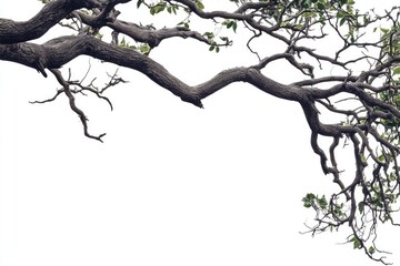 A gnarled tree branch, reaching outward, with fresh green leaves and bare, textured brown wood, against a white background