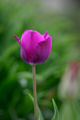 Fototapeta premium Purple tulip flower in detail. 