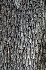 Obraz premium Very old oak tree bark texture close-up