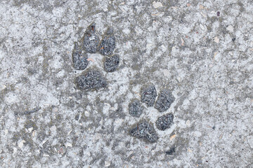 Dog tracks on hardened concrete outdoors close-up, concrete floor and paws