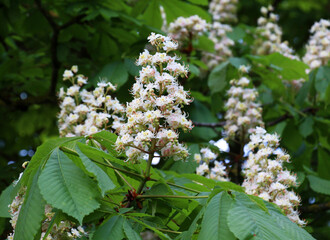 Chestnut (Aesculus hippocastanum, bitter chestnut) blooms in nature in spring