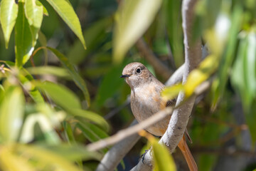 枝にとまるジョウビタキの小鳥