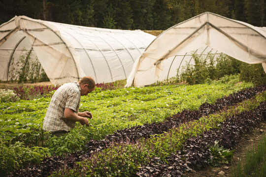 Green lettuce and purple basil are growing in neat rows beside white polytunnels under overcast sky