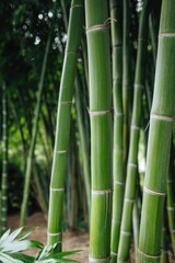 Lush bamboo grove creating a serene atmosphere in a natural landscape setting during daylight hours