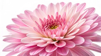 pink dahlia isolated on white