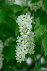 White flowers on a dogwood tree.
