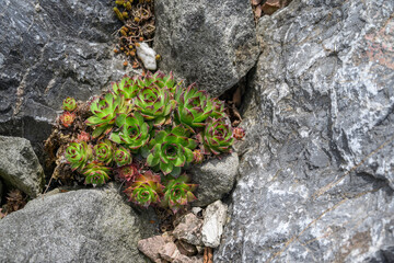 Rock cress growing among rocks.
