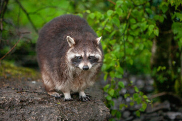 North American Raccoon (Procyon lotor)  portrait close up.