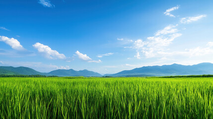 Obraz premium Lush green rice field under bright blue sky with fluffy clouds and distant mountains, creating serene and peaceful landscape