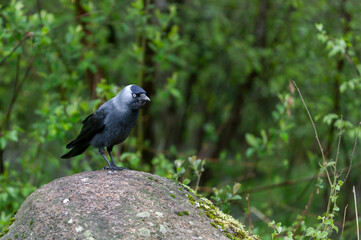 Jackdaw Coloeus monedula sits on the stone on the forest background