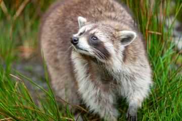 North American Raccoon (Procyon lotor)  portrait close up.