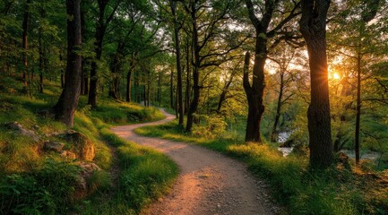 Obraz premium Winding path through a lush forest at sunset