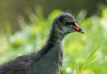little bird in the grass