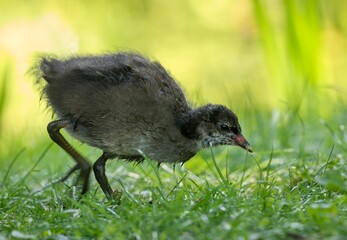 little bird in the grass
