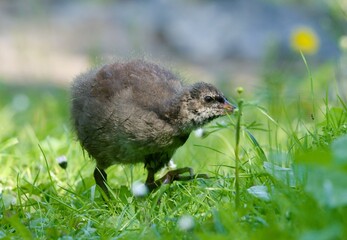 little bird in the grass