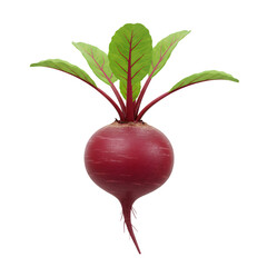 Purple Radish with Leaves