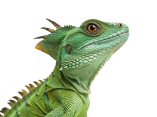 Basilisk animal png lizard png frilled reptile png exotic creature png jungle reptile png transparent background