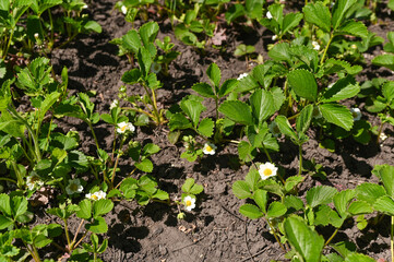 Young strawberry blossoms marking beginning of growth season, transition from flowers to fruits. Early spring strawberry flowers promising summer berries, fresh growth in organic garden setting.