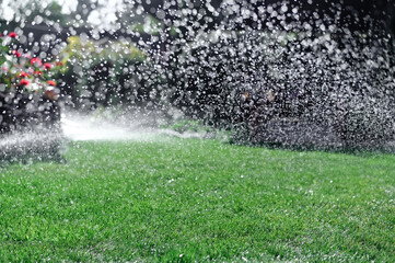 Sprinkler system in backyard of private house watering lawn and shrubs, ensuring lush greenery....