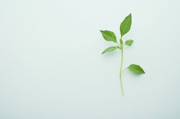 Fototapeta premium A small young plant sprouting from soil, with delicate leaves, isolated