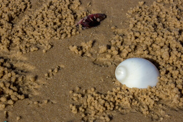 A single white shell surrounded by pellets left by sand bubbler crabs on a sandy Mozambique beach.