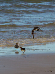 Rudy Turnstones (Arenaria interpres), two running and one flying, along the beach at Inhassoro in Mozambique. 