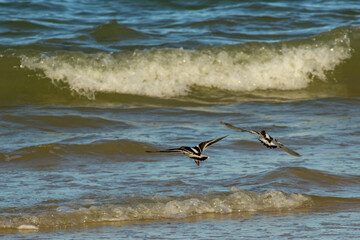 Two Ruddy Turnstones flying away over small waves breaking along a sheltered Mozambique beach