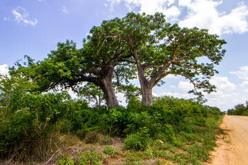 Two impressive Baobab trees growing next to each other in the lush green bushveld of Mozambique.