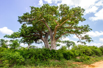Two impressive Baobab trees growing next to each other in the lush green bushveld of Mozambique.