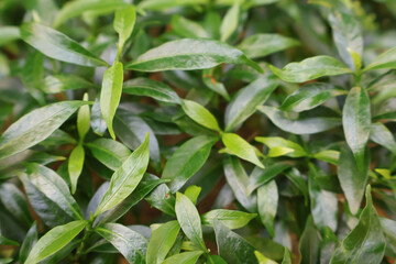 Lush, vibrant green foliage of a tropical plant fills the frame, showcasing nature's intricate...