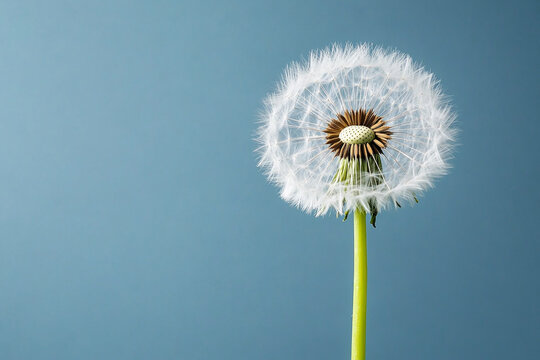 Dreamy close-up of a dandelion seed head with shallow depth of field
