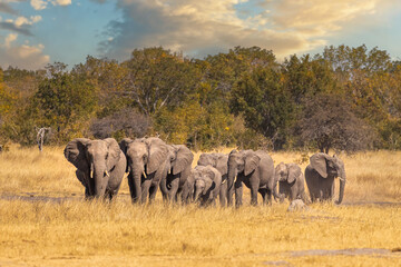 Obraz premium Parade of elephants walking across the Hwange plains, Zimbabwe