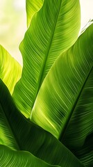 Closeup of a thriving tropical plant with large vivid green leaves and a natural organic texture and pattern