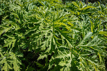 young giant hog weed plants growing