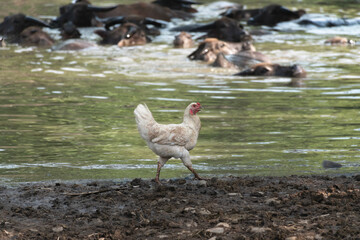 White Chicken Walking Near a Pond with Buffalo in the Background