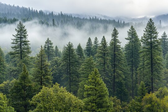 Misty forest canopy, tall evergreens. Dense rows of coniferous trees rise above a thick layer of fog or mist. Lush green foliage dominates the scene