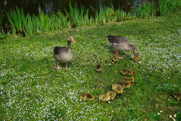 Greylag geese (Anser anser). A family with 10 still yellow-grey chicks grazing on a grass field full of wood anemone flowers. Hanover Marienwerder, Germany.