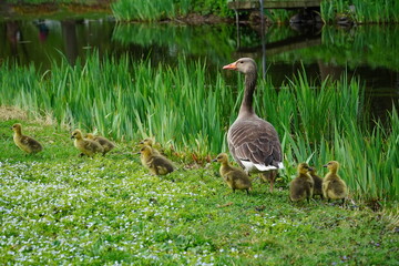 Greylag geese (Anser anser). A family with 10 still yellow-grey chicks grazing on a grass field full of wood anemone flowers. Hanover Marienwerder, Germany.