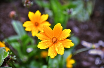 yellow flowers in the garden with water drops