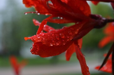 red flower with water drops