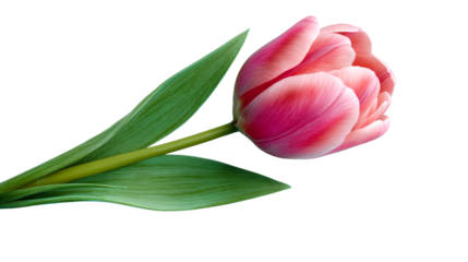 Beautiful pink tulip with green leaves on a transparent background
