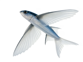 Flyingfish animal png flying fish species png fish that flies png ocean flying fish png aquatic flying fish png transparent png